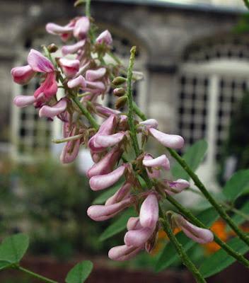 Plante tinctoriale (6) : Indigofera heterantha (Indigotier)