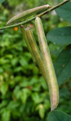 Plante tinctoriale (6) : Indigofera heterantha (Indigotier)