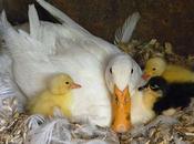 magnifiques photos mamans avec leurs petits.