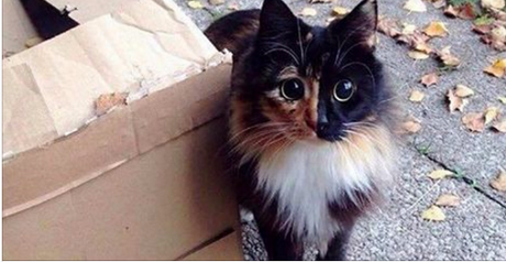 Ce chat aux yeux irrésistible a un petit secret