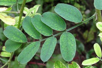 Plante tinctoriale (7) : Indigofera tinctoria (Indigo vrai)