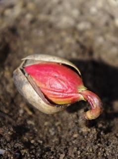 LES NOUVELLES ORGANISATIONS