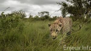 L’Afrique du Sud interdit la chasse au léopard