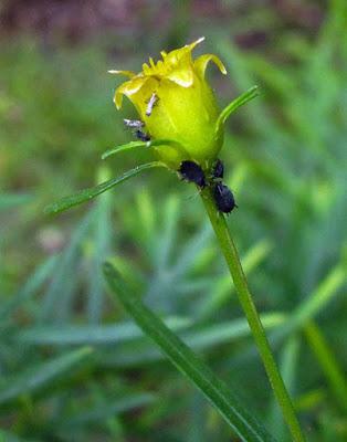 Plante tinctoriale (9) : Coreopsis verticillata (Coréopsis verticillé)