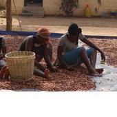 Commerce équitable : notre gamme de café équitable, thé bio équitable...