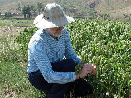 Le millet serait le chainon manquant de la transition entre les chasseurs-cueilleurs et les fermiers