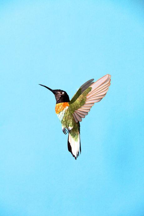 Discoveries No.21 Diana Beltran Herrera Les oiseaux en papier de Diana Beltran Herrera