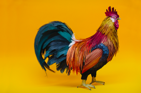 Discoveries No.21 Diana Beltran Herrera Les oiseaux en papier de Diana Beltran Herrera