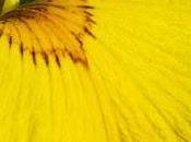 Plante tinctoriale (10) Iris pseudacorus (Iris faux acore, marais)