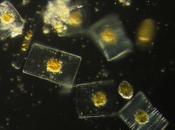 Alerte plancton, forêt mers indispensable l’humanité