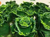 rose spéciale pour Saint Patrick