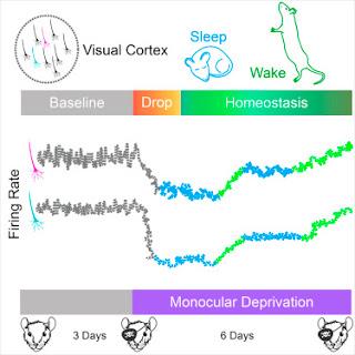#Cell #neurones #sommeil #veille Le taux d’activation des neurones est inhibé par le sommeil et stimulé par un état vigile