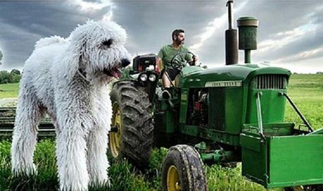 Juji le Chien Géant – Chris Cline