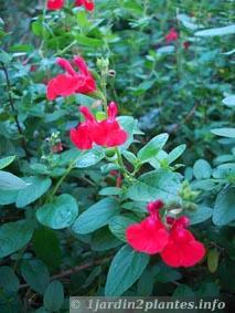 Une plante rustique: la sauge rouge: salvia grahamii