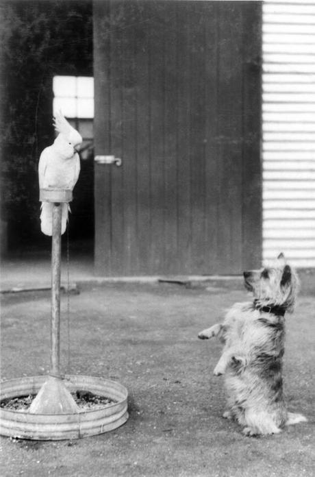 1943 mascots, Whacko the sulphur crested cockatoo, and Cobber the dog, Australia