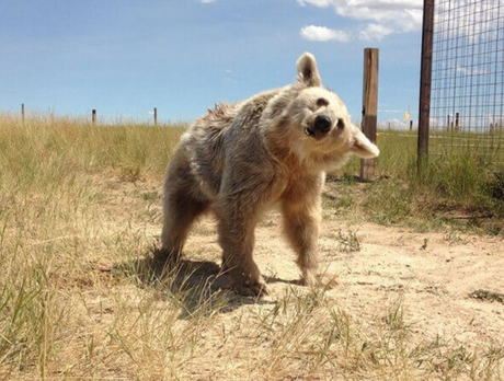 Malade et traumatisée durant ses 30 années de vie en captivité, cette ours blanche découvre enfin les grands espaces, magnifique !