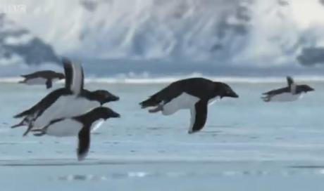 Les Penguins Volants de la BBC