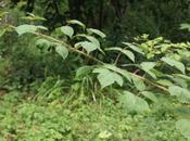 Rubus phoenicolasius, dompter comme fauve