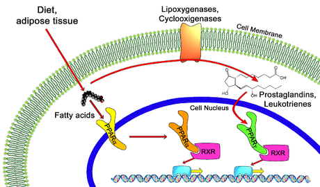 #trendsinendocrinologyandmetabolism #insulinorésistance #PPARβ/γ Déchiffrage des effets du PPARβ/γ sur l’insulino-résistance et les maladies cardiovasculaires #trendsinendocrinologyandmetabolism #insulinorésistance #PPARβ/γ Déchiffrage des effets du PPARβ/γ sur l’insulino-résistance et les maladies cardiovasculaires
