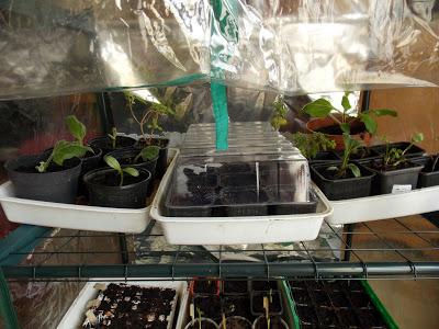 En mars, les semis ont envahi la maison