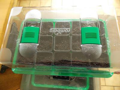 En mars, les semis ont envahi la maison