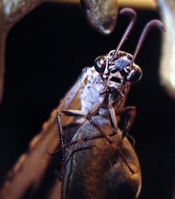 Des insectes (5) : Fourmilion commun