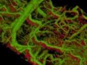 CANCER: Pouvoir observer cellules tissus sous peau Stanford