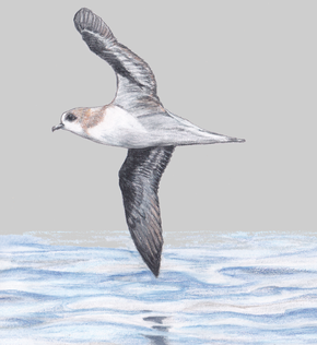 290px-Zino%27s_petrel_sketch.png