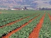 Soudan, Palestine Djibouti vont bénéficier l'expertise algérienne dans domaine agricole (FIDA)