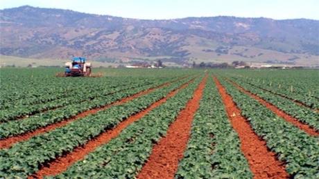 Le Soudan, la Palestine et Djibouti vont bénéficier de l'expertise algérienne dans le domaine agricole (FIDA)