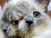 Frankie Louie Chat Janus