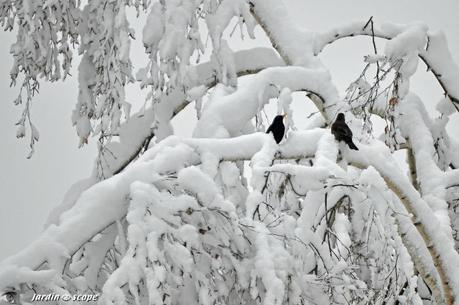 Merles dans la neige