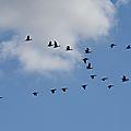 L'automne sonne le départ de la migration des oiseaux