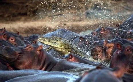 Crocodile contre hippopotames