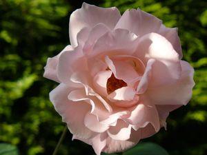 rose_jardin1
