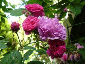 rose_jardin2