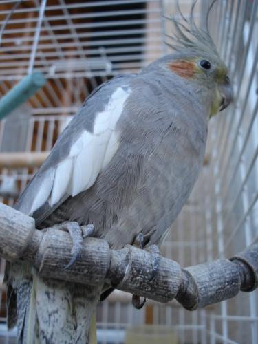 perruche,parakeet,oiseau,bird,calopsitte,cockatiel,fauvette,calio,fofo,cocos,photo,photographie,picture