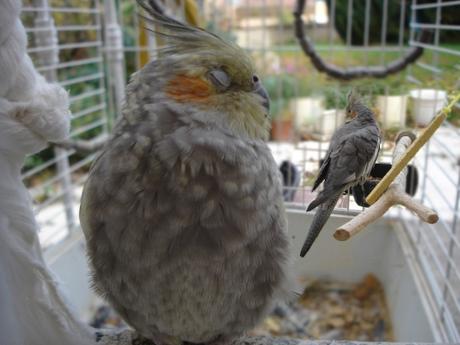 perruche,parakeet,oiseau,bird,calopsitte,cockatiel,fauvette,calio,fofo,cocos,photo,photographie,picture