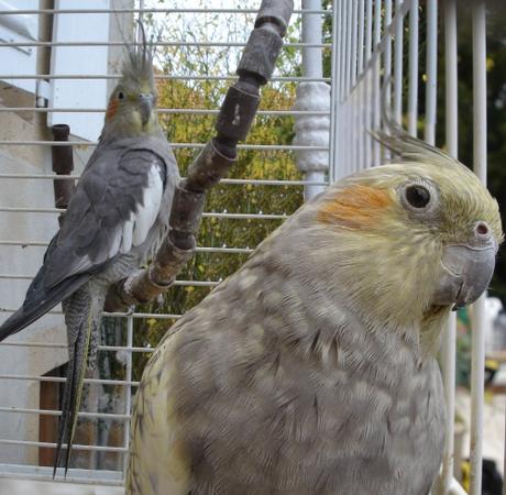 perruche, parakeet, oiseau, bird, calopsitte, cockatiel, fauvette, calio, fofo, cocos