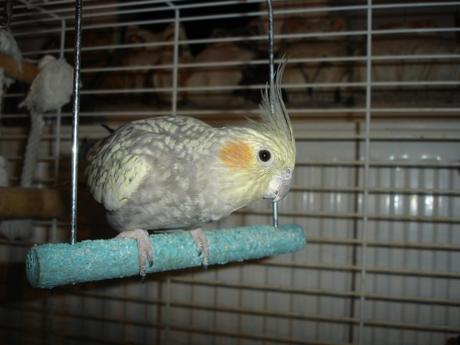 perruche, parakeet, oiseau, bird, calopsitte, cockatiel, fauvette, calio, fofo, cocos