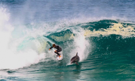 Un dauphin prend une vague avec un surfeur australien