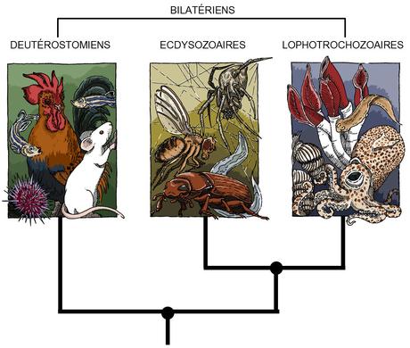 phylogenie Bilaterien.jpg