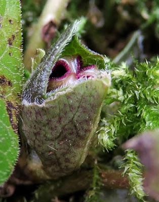 Asaret d'Europe (Asarum europaeum)
