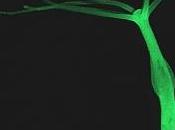CICATRISATION: Pourquoi vieillissement cellulaire peut aussi être bénéfique Nature