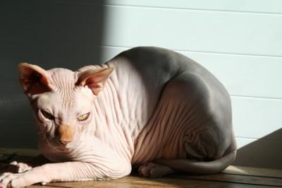 Blog de mes-envies :Mes envies, CAP Patisserie