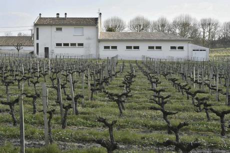 Une vigne jouxtant une école de Villeneuve-de-Blaye... (PHOTO GEORGES GOBET, AFP)