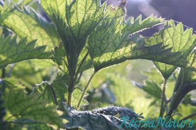 ORTIE – Edition n°6 du Carnaval « Des Blogs Et Des Plantes »