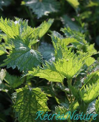 ORTIE – Edition n°6 du Carnaval « Des Blogs Et Des Plantes »