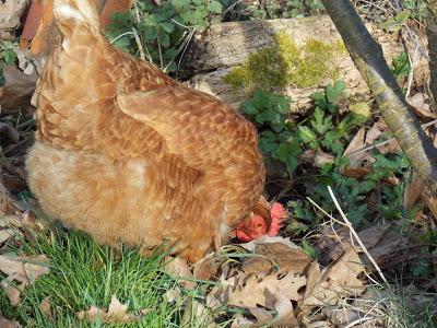 Taz, notre nouvelle pensionnaire