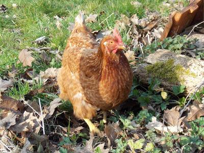 Taz, notre nouvelle pensionnaire